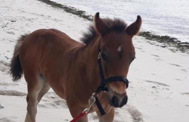 Villa le Nid Des Dunes & Spa 2 gîtes écologiques - Foto 33