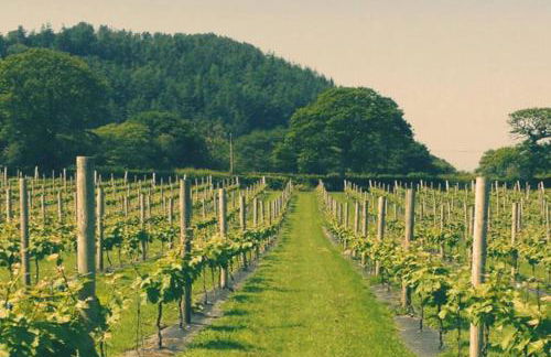 Vineyard Country Cottage - Foto 21