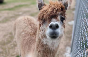 Blackforest Perla - Foto 32