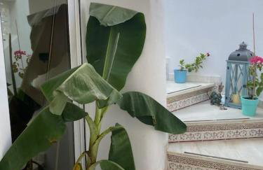 La Margarita Beach Apartment, Club Tropicana - Foto 36