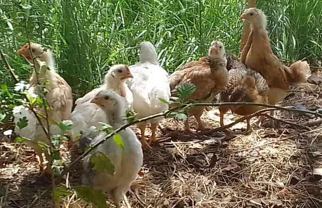 Les Favouilles, le gîte pour 15 personnes - Foto 107