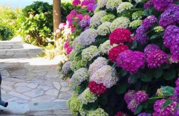 Sea & Mountain Pelion - Foto 25