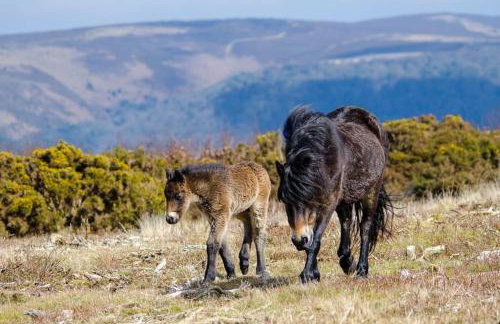 Elmhut Shepherd's Hut with Hot Tub - Foto 31