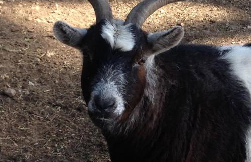 La Cabane Féerique Le Clos des Perles - Foto 23