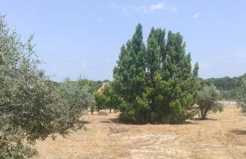 Quinta do Pinheirão - Foto 27