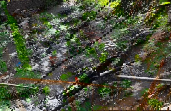 Glowing view tree house and Bangalow - Foto 33