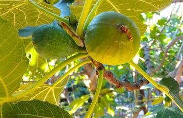 Apartman Garma - Photo 18