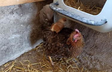 Bed and Bike Rheine - Foto 50