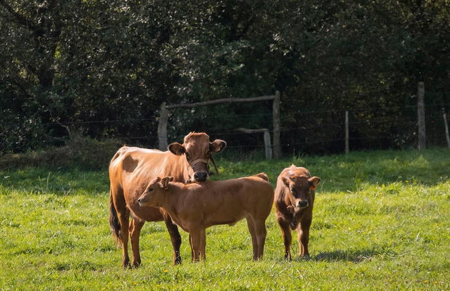 Casa Aniceto I - Photo 29