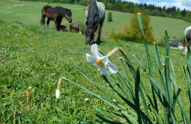 Domki w Bieszczadzkiej Dolinie - Foto 48