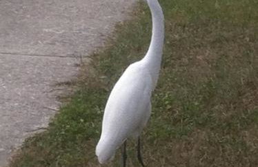 1620 - Short Term Available message Jo-An - Foto 28