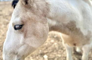 Peaceful Ranch Overlooking Mustangs with Full Kitchen & Fireplace - Foto 22