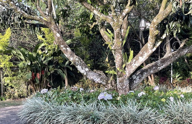 The Blossoms - Photo 10