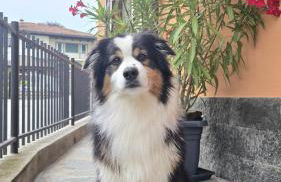 Apartment Cà Dai Noni - Family & Pet Friendly - Terrace - Near Lake Maggiore - Foto 50