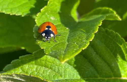 Monte de Palma- Quinta Biodinâmica Momentos Únicos - Foto 14