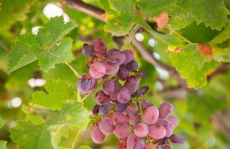 Luxury Villa Sea La Vie with Pool Near Sibenik - Photo 64