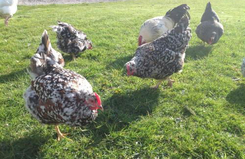 Molehill lodge - Foto 27