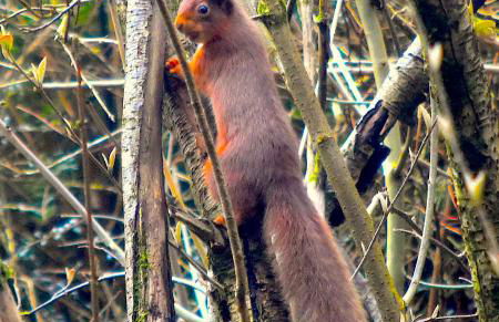 Corrie Apartment, Kinlochlaich House - Foto 14