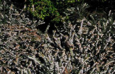 ŻAR - Dworek w Żarnowcu - Foto 21