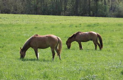 Am Siegelbächle Berg blickt - Foto 29