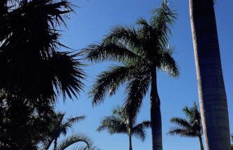 Near Beaches & IMG Academy, Mins to Downtown - Foto 12