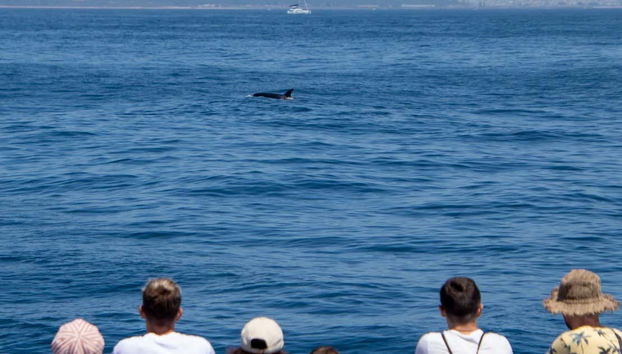 Avistamiento de ballenas y delfines en Barbate - Foto 2