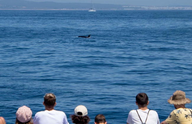 Whale & Dolphin Sighting Tour - Photo 2