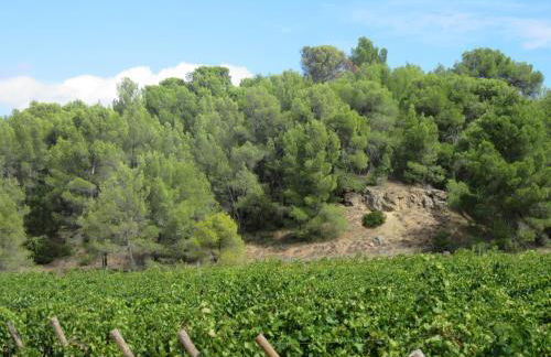 House on winery - Foto 19