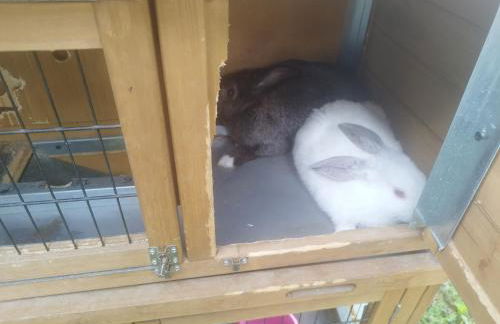 Algarabiastaying 3 granja San Julián - Foto 6