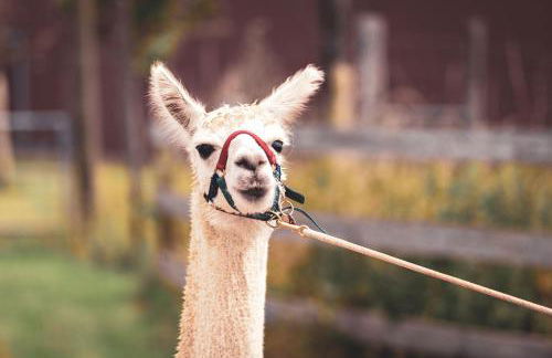 Ferienwohnung Sternenzelt Alpakas - Natur & Tiere hautnah erleben - Foto 42