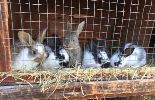 Bauniglerhof - Foto 12