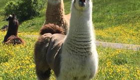 Haus Martin - Photo 2