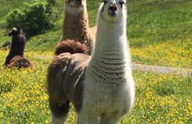 Haus Martin - Foto 2