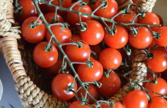 Nantgwynfaen Organic Farm Wales - Photo 43