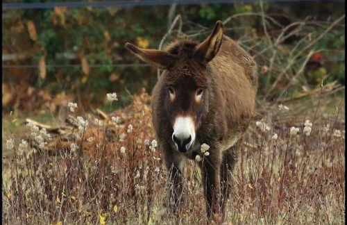 Evadez-vous à la ferme ! - Foto 28
