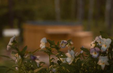 Biały Las Magiczna Stara Chata Puszcza Białowieska - Foto 43