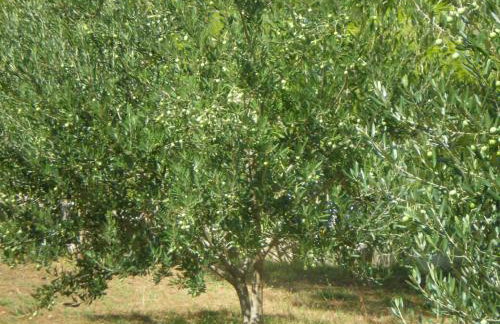 Hvar Melody, Island Hvar, Rosohotnica Bay - Foto 45