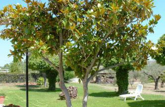 Olive mare Holidays - Foto 34