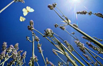 La Noce di Creta - Photo 29