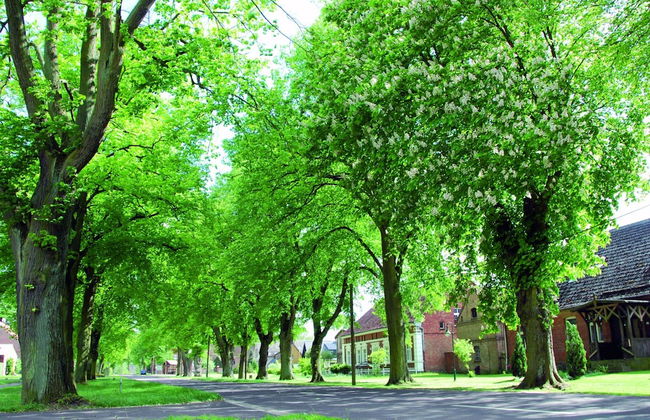 Reihenhaus mit Wlan in Buchholz am Muritzsee - Foto 21
