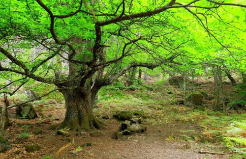 Casa Ypsilon Olive Oil - Photo 12