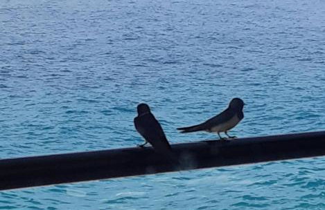 Derveni Sea View Apartments - Foto 30