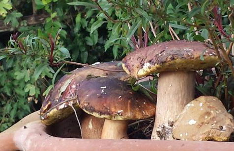 Il Vignale - Foto 20