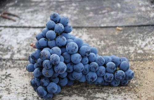 Cocon des vignes du Domaine Ansodelles - Foto 17