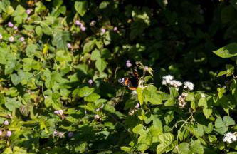 Cantinho dos Cagarros - Photo 36