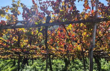 Il Vigneto - Foto 23