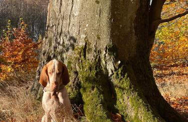 Żurawi klangor dom z sauną i jacuzzi - Foto 7