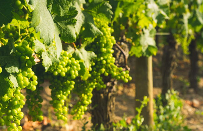 Visita a la bodega Fuocomuorto - Foto 5