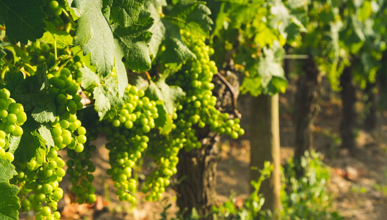 Tour of Fuocomuorto Winery