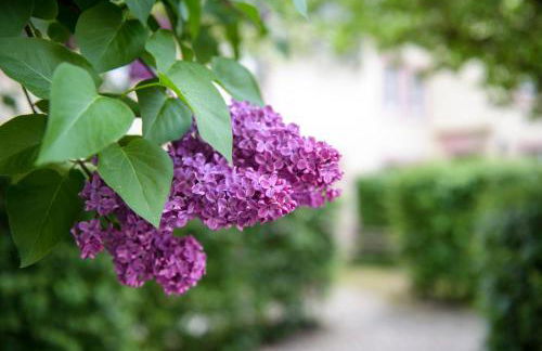 Nengshof Ferienhäuser Sonnenblume und Heublume - Foto 77